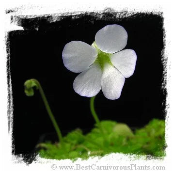 Pinguicula mirandae {Stan Lampard clone, Oaxaca, Mexico} [BCP ID# P576] / 1株の苗 大森食虫植物農園