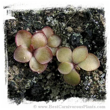 Pinguicula mirandae {white and pink flower mix, south of Tehuacan, Oaxaca, Mexico, 1802 m} [BCP ID# P1290] / 2株の苗 大森食虫植物農園