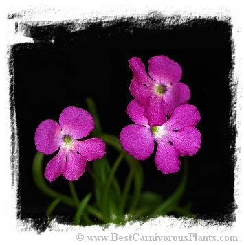 Pinguicula moctezumae [BCP ID# P586, P587, P670] / 2株の苗 大森食虫植物農園