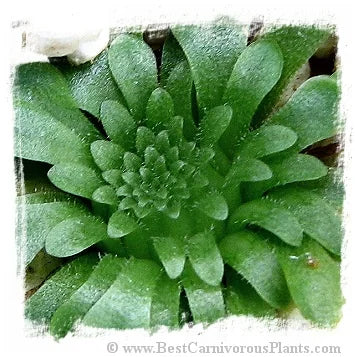 Pinguicula moranensis {El Chico} [BCP ID# P516, P521] / 2株の苗 大森食虫植物農園