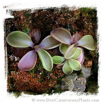 Pinguicula moranensis {Las Minas Veri, Mex.} [BCP ID# P428] / 2株の苗 大森食虫植物農園