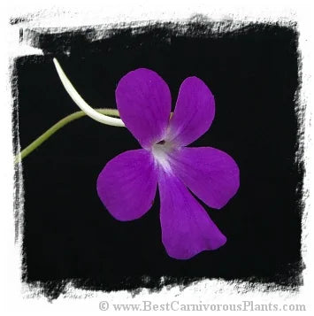 Pinguicula moranensis {Vera Paz form, Guatemala} [BCP ID# P1287] / 2株の苗 大森食虫植物農園