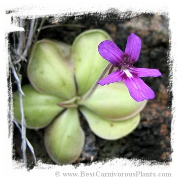 Pinguicula moranensis {near Huajuapan, Oaxaca, Mexico} [BCP ID# P623] / 2株の苗 大森食虫植物農園