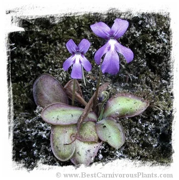 Pinguicula moranensis {near Molango, Hidalgo, Mexico, 1746 m} [BCP ID# P629] / 2株の苗 大森食虫植物農園