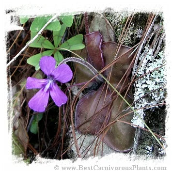 Pinguicula moranensis {near Santa Catarina Juquila, Oaxaca, Mexico, 2077 m} [BCP ID# P622] / 2株の苗 大森食虫植物農園