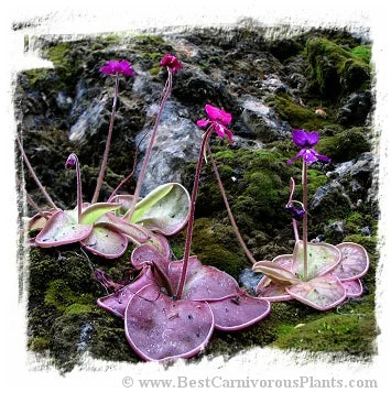 Pinguicula moranensis {near Santiago Juxtlahuaca, Oaxaca, Mexico, 1851 m} [BCP ID# P630, P631, 2017] / 1株の苗 大森食虫植物農園