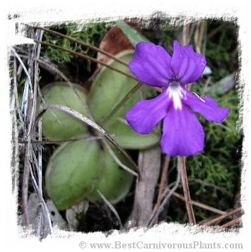 Pinguicula moranensis {near Zacatlan, Puebla, Mexico, 1397 m} [BCP ID# P624] / 1株の苗 大森食虫植物農園