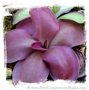 Pinguicula moranensis f. rosei {Japanese strain} [BCP ID# P466] / 1株の苗 大森食虫植物農園