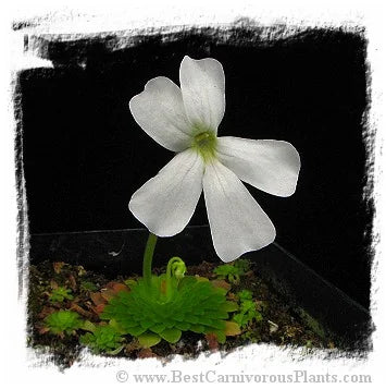 Pinguicula moranensis var. alba {pure white flower; 25 km from San Cristobal, Mexico} [BCP ID# P453, P545] / 2株の苗 大森食虫植物農園