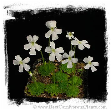 Pinguicula moranensis var. alba {pure white flower; 25 km from San Cristobal, Mexico} [BCP ID# P453, P545] / 2株の苗 大森食虫植物農園