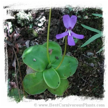 Pinguicula moranensis var. neovolcanica {Mineral del Chico, Hidalgo, Mexico, 2491m} [BCP ID# S190] (15粒の種子) 大森食虫植物農園