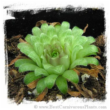 Pinguicula moranensis var. neovolcanica {Guererro} [BCP ID# P517, P523] / 2株の苗 大森食虫植物農園