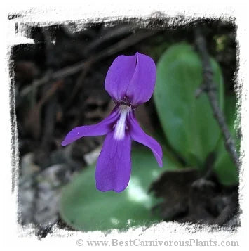 Pinguicula moranensis var. neovolcanica {Mineral del Chico, Hidalgo, Mexico, 2491m} [BCP ID# S190] (15粒の種子) 大森食虫植物農園