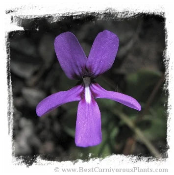Pinguicula moranensis var. neovolcanica {Mineral del Chico, Hidalgo, Mexico, 2491m} [BCP ID# S190] (15粒の種子) 大森食虫植物農園