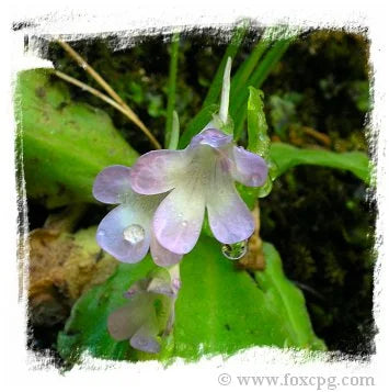 Pinguicula mundii {Rio Mundo, Spain} [BCP ID# P407, P1341, 1600] / 1株の苗 大森食虫植物農園