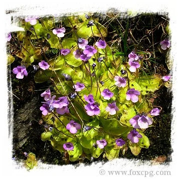 Pinguicula nevadensis [BCP ID# P417, P572] / 2株の苗 大森食虫植物農園