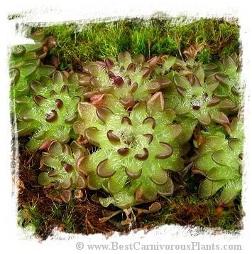 Pinguicula nivalis {=P. spec. Zaragosa, Mex.} [BCP ID# P310, P1291] / 2株の苗 大森食虫植物農園