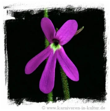 Pinguicula oblongiloba [BCP ID# P551] / 2株の苗 大森食虫植物農園
