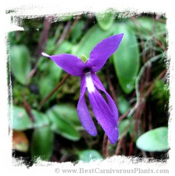 Pinguicula orchidioides {near Ixtlan de Juarez, Oaxaca, Mexico, 2300 m} [BCP ID# P621, P636] / 2株の苗 大森食虫植物農園