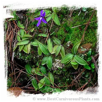 Pinguicula orchidioides {near Ixtlan de Juarez, Oaxaca, Mexico, 2300 m} [BCP ID# P621, P636] / 2株の苗 大森食虫植物農園