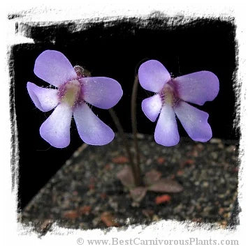 Pinguicula parvifolia {El mirador Pena Redonda, Ocuilan de Arteaga, Estado de Mexico, Mexico} [BCP ID# P3150] / 1株の苗 大森食虫植物農園