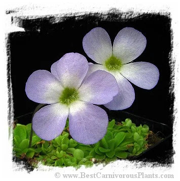 Pinguicula pilosa {=P. spec. Tamaulipas} [BCP ID# P183, P318, P593, P1355] / 1株の苗 大森食虫植物農園