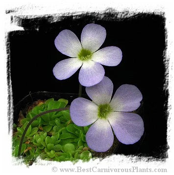 Pinguicula pilosa {=P. spec. Tamaulipas} [BCP ID# P183, P318, P593, P1355] / 1株の苗 大森食虫植物農園