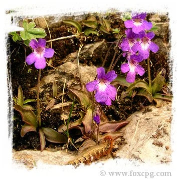 Pinguicula poldinii [BCP ID# P394, P395, P2187] / 2株の苗 大森食虫植物農園