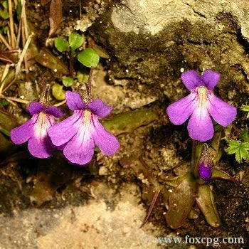 Pinguicula poldinii [BCP ID# P394, P395, P2187] / 2株の苗 大森食虫植物農園