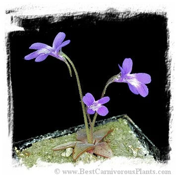 Pinguicula poldinii [BCP ID# P394, P395, P2187] / 2株の苗 大森食虫植物農園