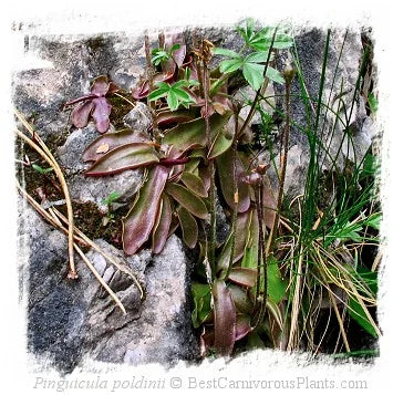 Pinguicula poldinii [BCP ID# P394, P395, P2187] / 2株の苗 大森食虫植物農園