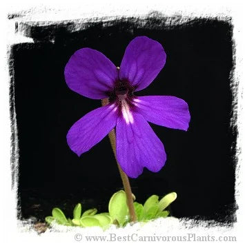 Pinguicula potosiensis [BCP ID# P463] / 2株の苗 大森食虫植物農園