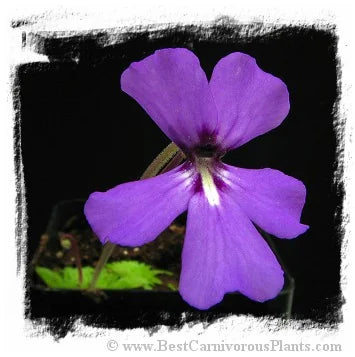 Pinguicula potosiensis {Clone 34L, red leafs} [BCP ID# P034L, P529] / 2株の苗 大森食虫植物農園