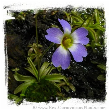 Pinguicula primuliflora [BCP ID# P562] / 1株の苗 大森食虫植物農園