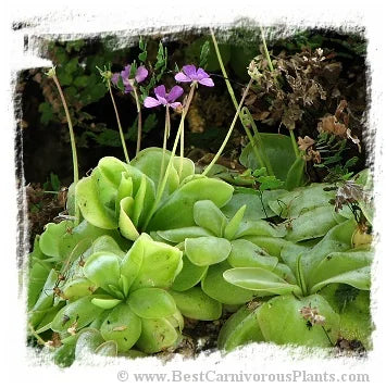 Pinguicula rectifolia {near Huajuapan, Oaxaca, Mexico, 1361 m} [BCP ID# P626, P2206] / 2株の苗 大森食虫植物農園