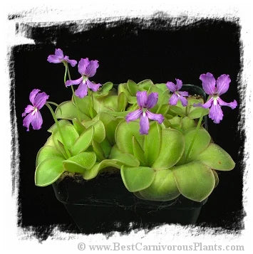 Pinguicula rectifolia {near Huajuapan, Oaxaca, Mexico} [BCP ID# P1528] / 1株の苗 大森食虫植物農園