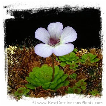 Pinguicula rotundiflora [BCP ID# P560, P595] / 3株の苗 大森食虫植物農園