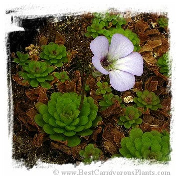 Pinguicula rotundiflora [BCP ID# P560, P595] / 3株の苗 大森食虫植物農園