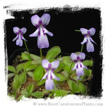 Pinguicula spec. ANPA C {=P. moranensis, near Eloxochitlan, Hidalgo, Mexico; 1690m; very nice flower} [BCP ID# P320] / 2株の苗 大森食虫植物農園