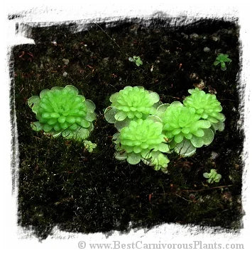 Pinguicula spec. Ciudad Victoria {coll. Lautner, 90-14} [BCP ID# P302, P460] / 1株の苗 大森食虫植物農園