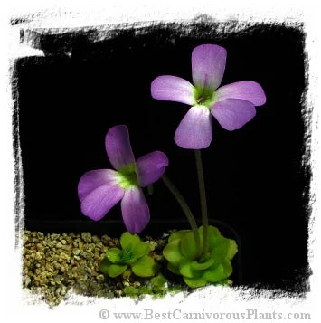 Pinguicula spec. Guatemala {L91-10, Guatemala} [BCP ID# P457] / 2株の苗 大森食虫植物農園