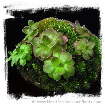 Pinguicula spec. Guatemala {Sierra Los Cuchumatanes, Huehuetenango, Guatemala, 3100m} [BCP ID# P458, P1353] / 2株の苗 大森食虫植物農園