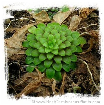 Pinguicula spec. Koehres [BCP ID# P261, P538] / 2株の苗 大森食虫植物農園