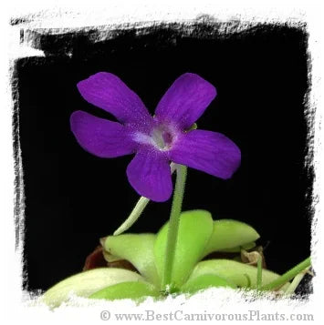 Pinguicula spec. Sumidero II. [BCP ID# P450, P526] / 2株の苗 大森食虫植物農園
