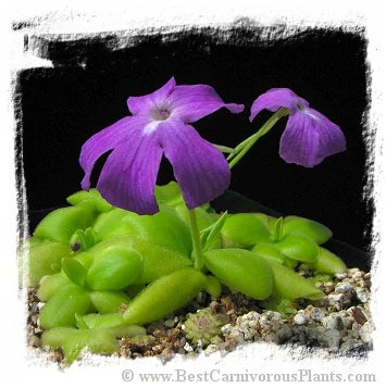 Pinguicula spec. Sumidero I. [BCP ID# P316, P448] / 2株の苗 大森食虫植物農園
