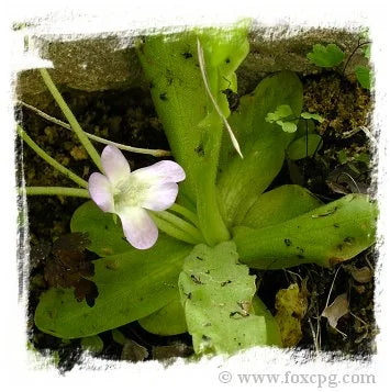Pinguicula vallisneriifolia {Sierras de Cazorla-Segura , Prov. de Jaen, Spain} [BCP ID# P647, P648] / 2株の苗 大森食虫植物農園