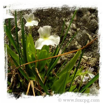 Pinguicula vallisneriifolia {blue + white flowers, Sierra de Cazorla, #3, 1300m, Spain} [BCP ID# P404, P1381] / 1株の苗 大森食虫植物農園