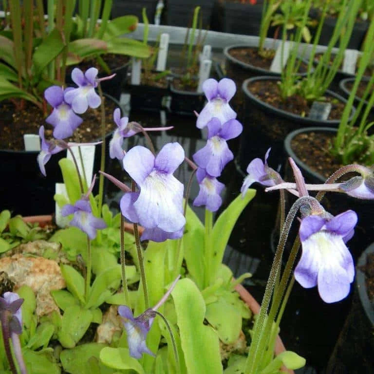 Pinguicula vallisneriifolia x grandiflora 大森食虫植物農園