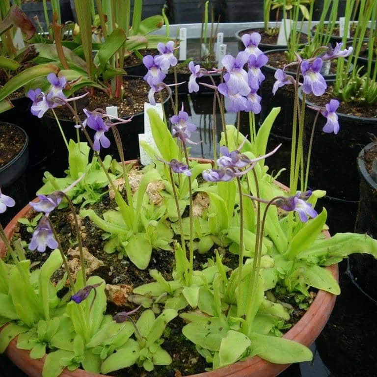 Pinguicula vallisneriifolia x grandiflora 大森食虫植物農園