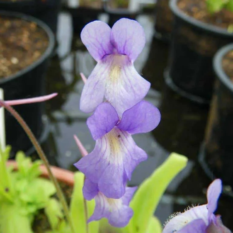 Pinguicula vallisneriifolia x grandiflora 大森食虫植物農園